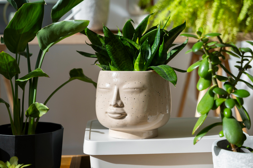Ghiveci ceramic în formă de față cu plantă verde